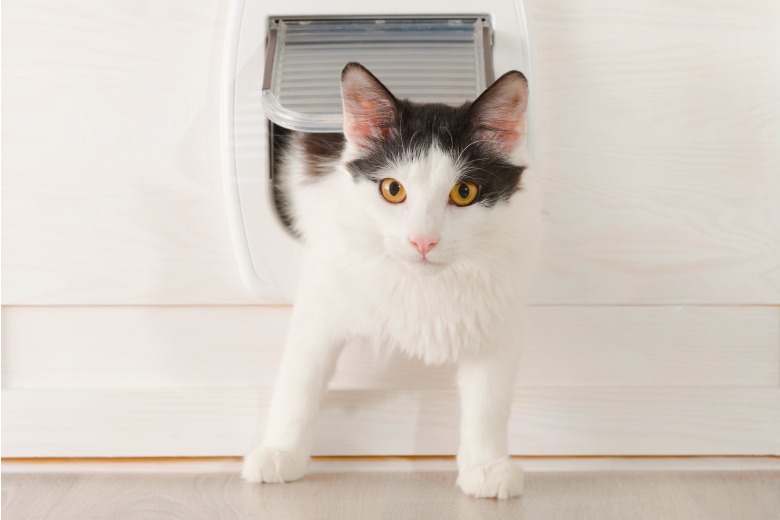 Teaching cat to use cat outlet door